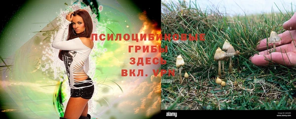 ПСИЛОЦИБИНОВЫЕ ГРИБЫ Алзамай